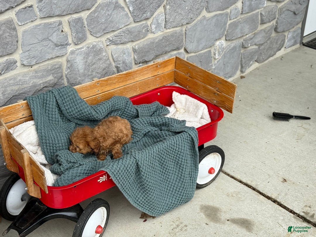 Cavapoo dogs for sale: Arlo - Ad 31