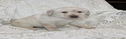 Labrador Retriever dogs for sale: Ruby - Ad 2