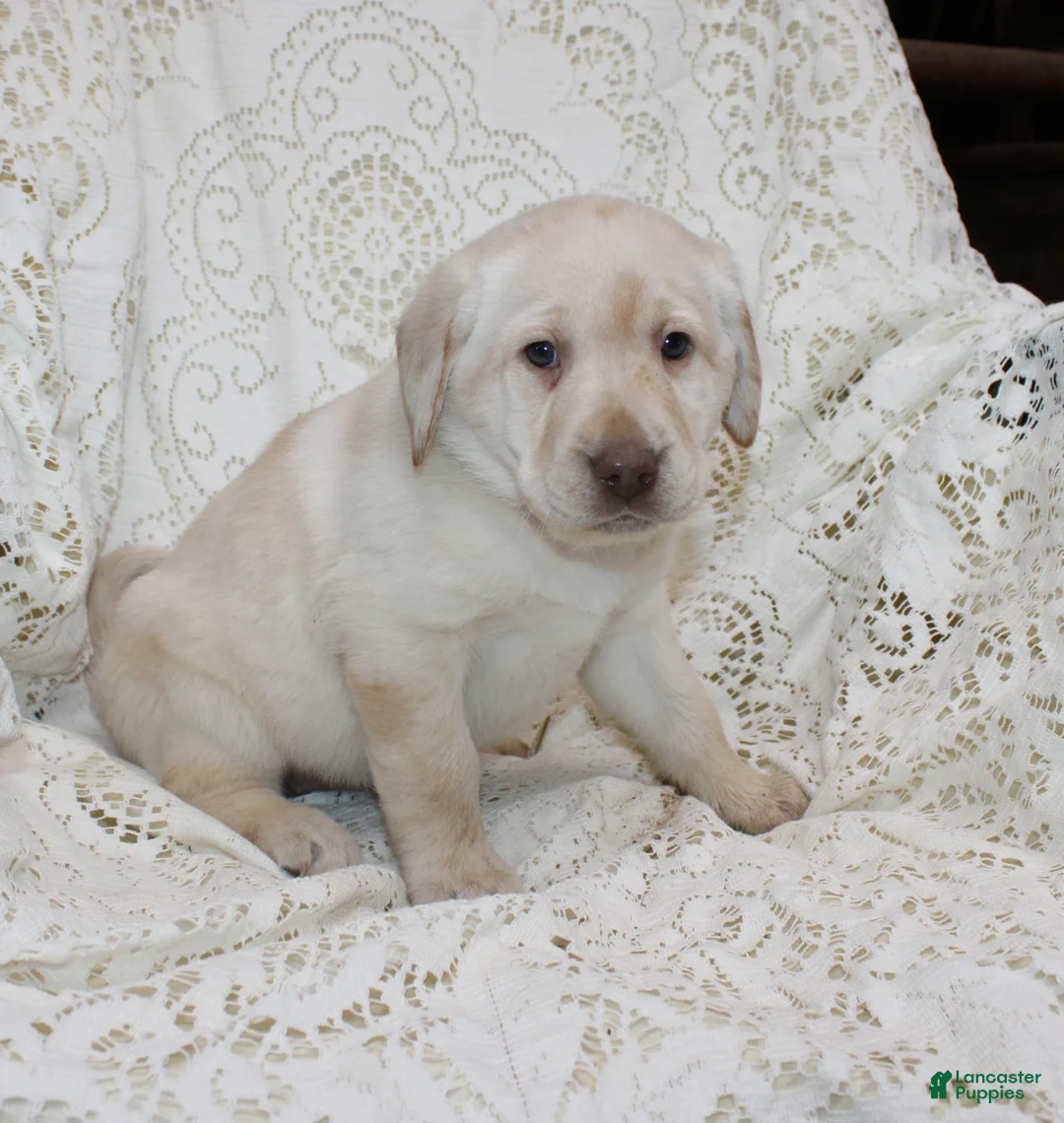 Labrador Retriever dogs for sale: Ruby - Ad 2