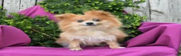Pomeranian dogs for sale: Lassie - Ad 6