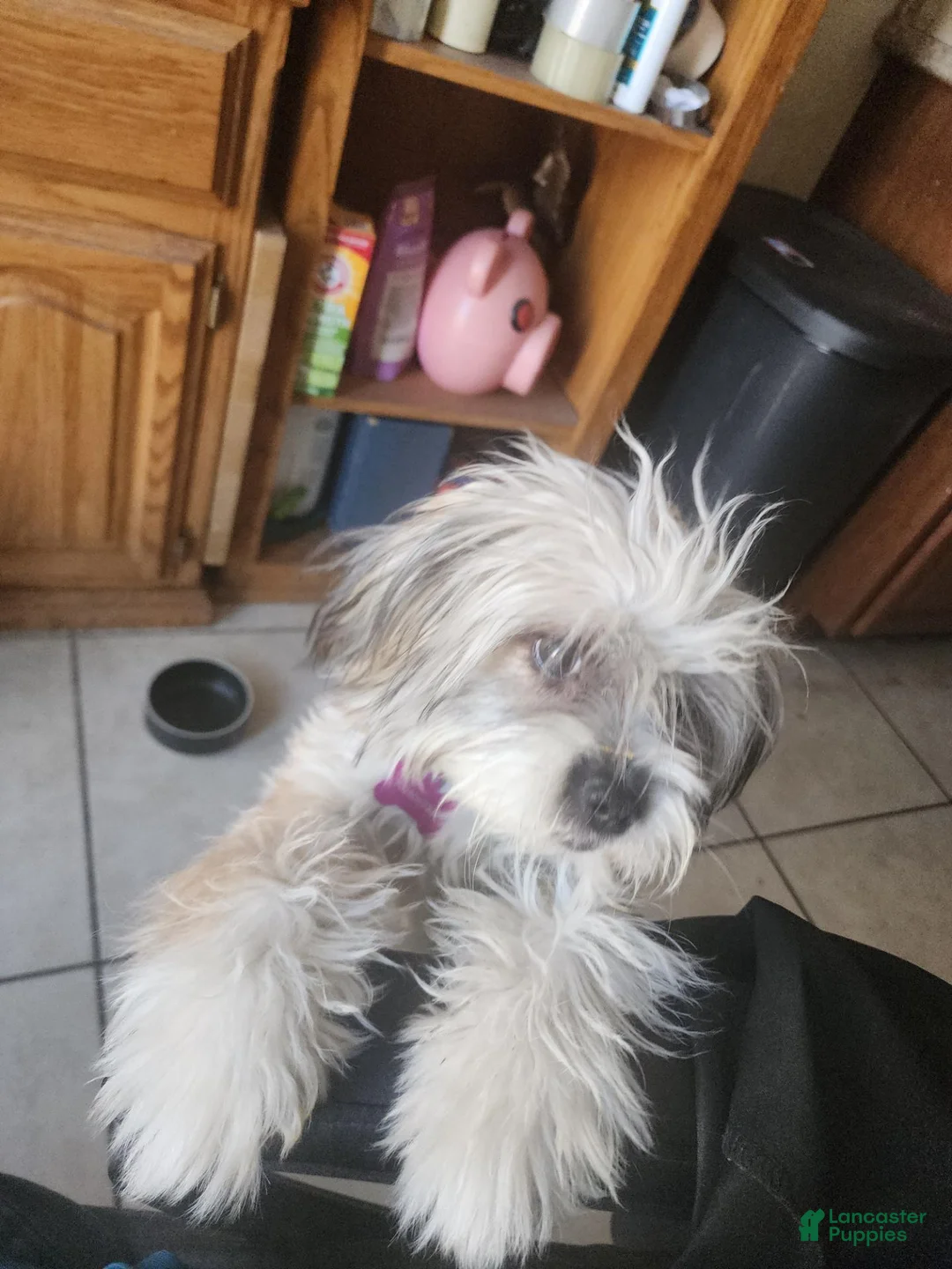 Shihpoo dogs for sale: Shihpoo 1 - Ad 2