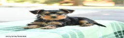 Yorkshire Terrier dogs for sale: Skippy - Ad 4
