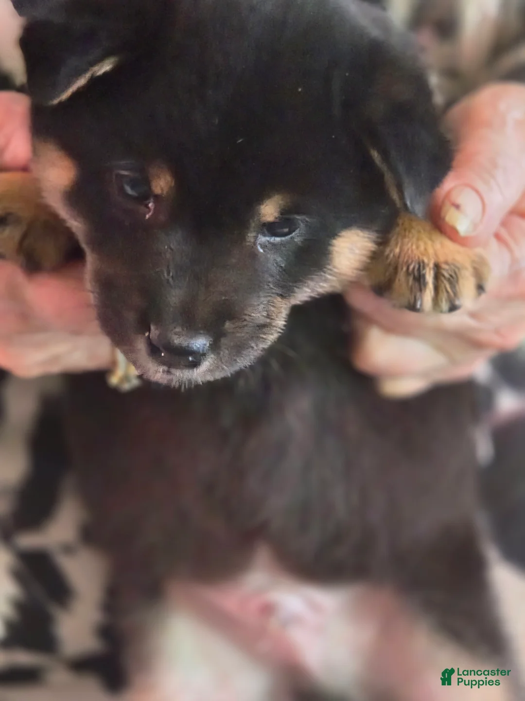 Shiba Inu dogs for sale: Shiba Inu Puppy 6 - Ad 3