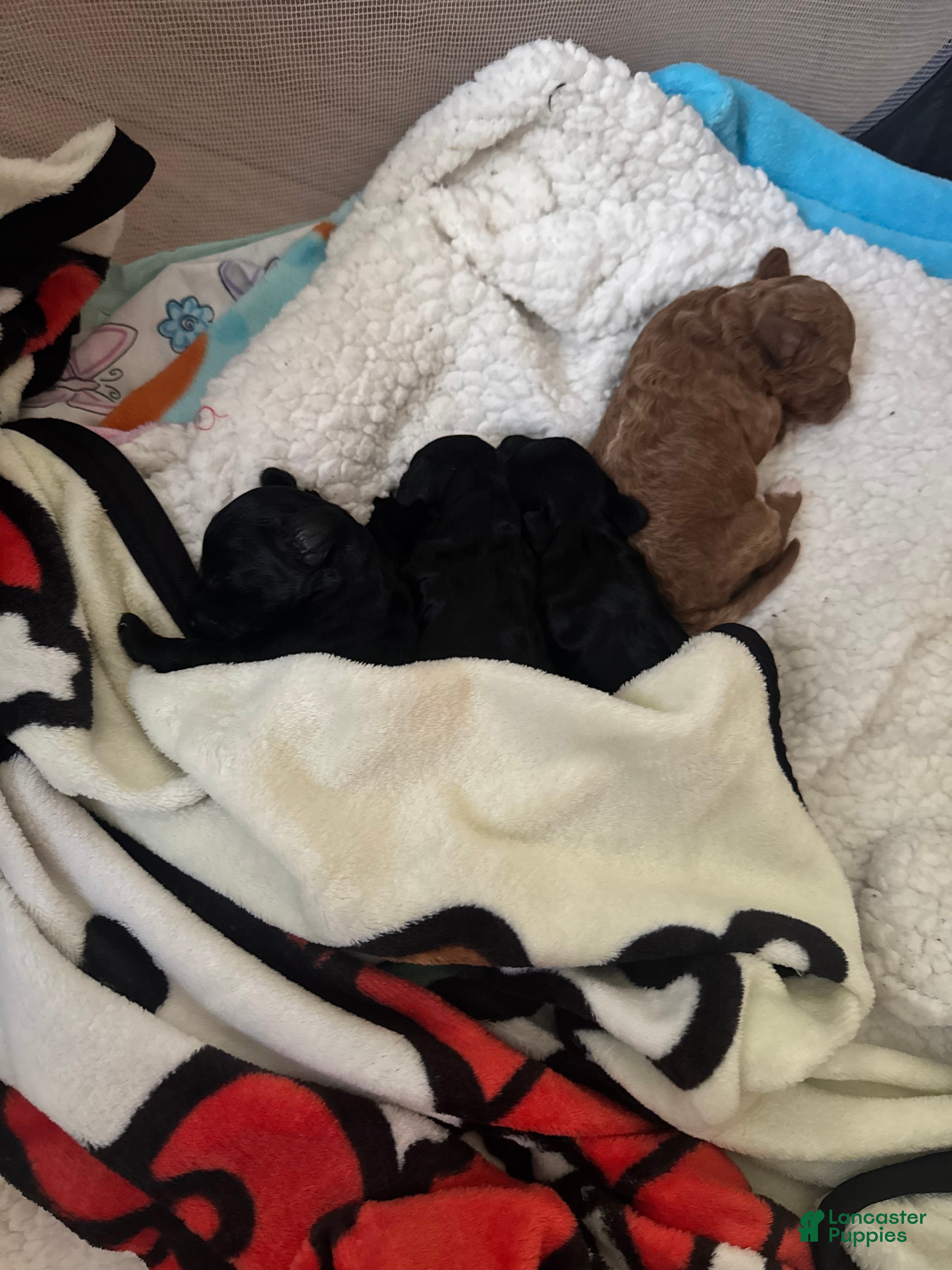 Miniature Poodle dogs for sale: Miniature Poodle 3 - Ad 32