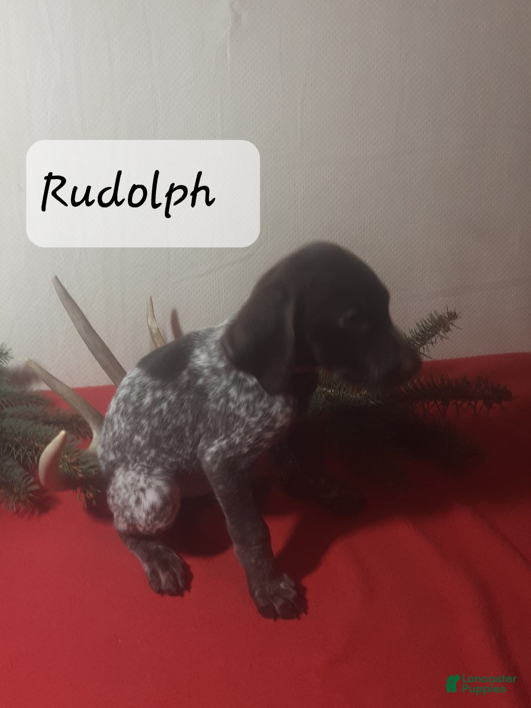 German Shorthaired Pointer dogs for sale: Rudolph  - Ad 3