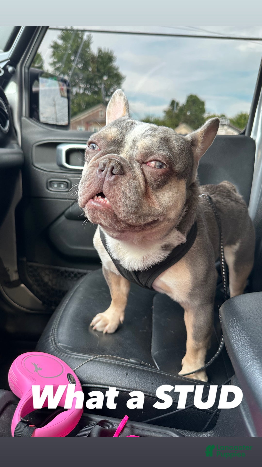 French Bulldog dogs for stud: Legacy - Ad 3