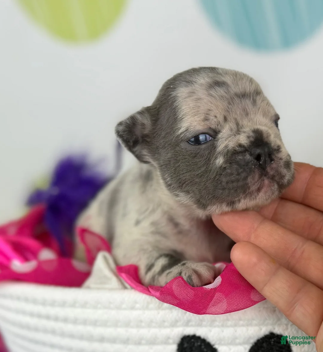 Frenchton dogs for sale: Farrah-DNA OFA  - Ad 1