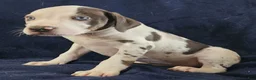 Catahoula Leopard Dog dogs for sale: Gabby F2025 M3 Catahoula puppy - Ad 20