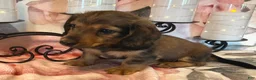 Miniature Dachshund dogs for sale: Lexi - Ad 5