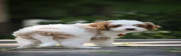 Cavapoo dogs for sale: Jasper - Ad 4