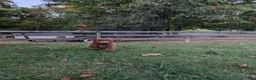 Miniature Labradoodle dogs for sale: Rhett - Ad 5