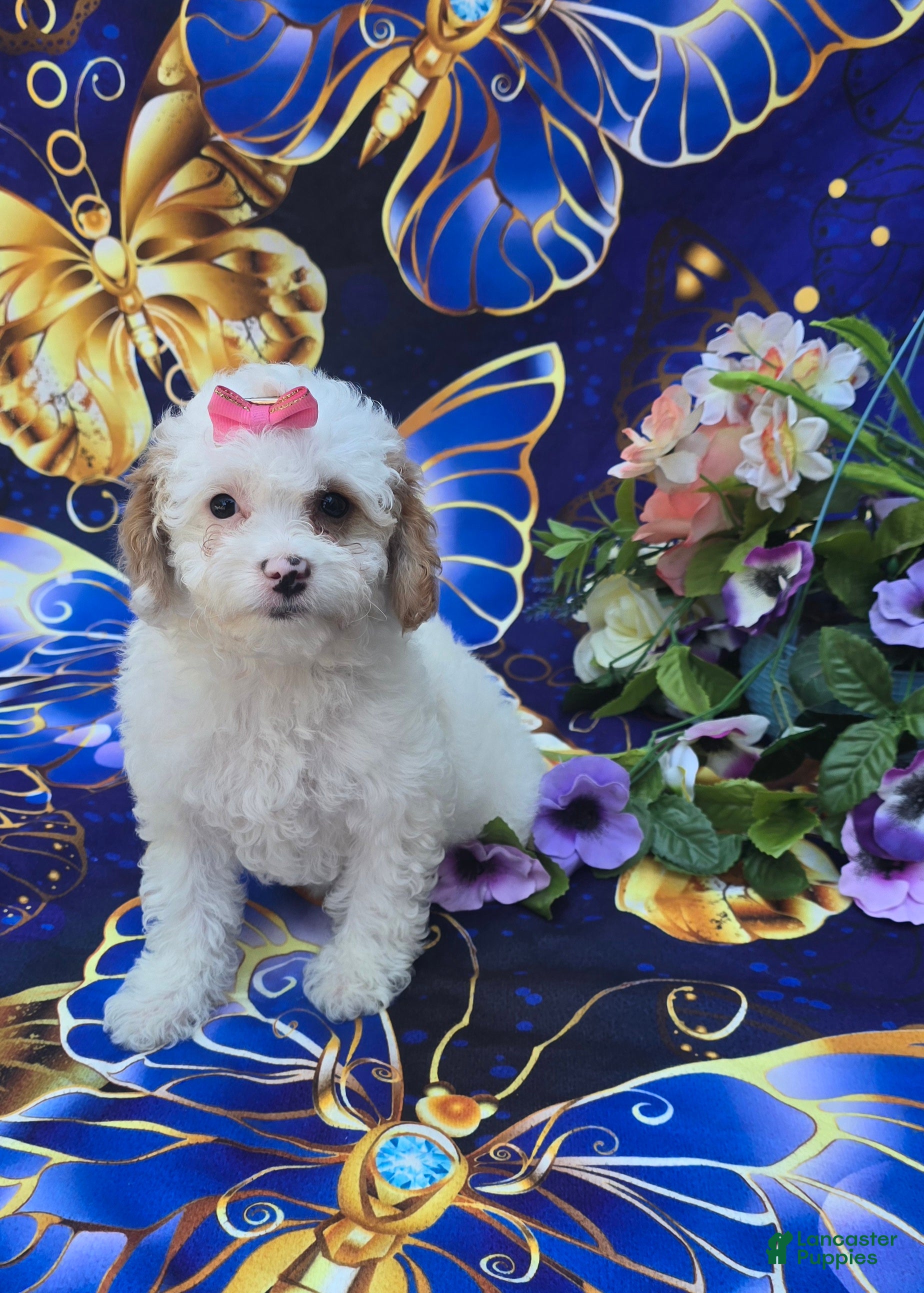 Cavapoo dogs Coral - Ad 15