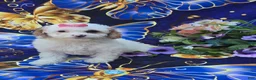 Cavapoo dogs for sale: Coral - Ad 1
