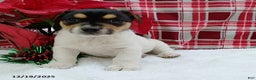 Mixed Breed dogs for sale: Tyler - Ad 3