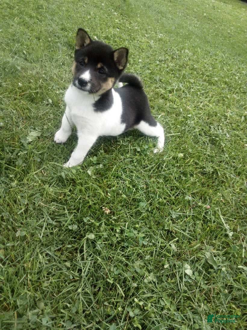 Shiba Inu dogs Shiba Inu 7 Kala - Ad 32