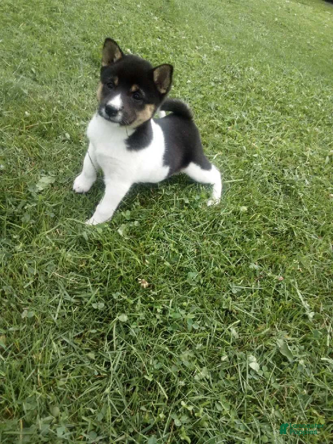 Shiba Inu dogs for sale: Shiba Inu 7 Kala - Ad 1