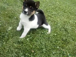 Shiba Inu dogs Shiba Inu 7 Kala - Ad 24
