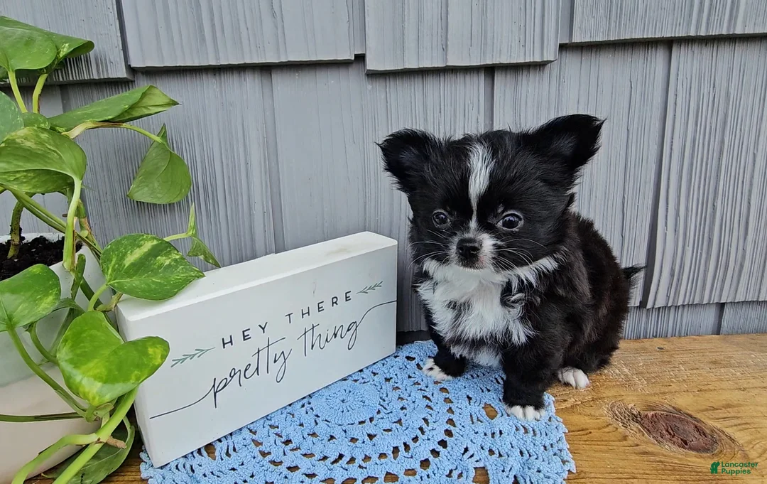 Chihuahua dogs for sale: Milo - Ad 1