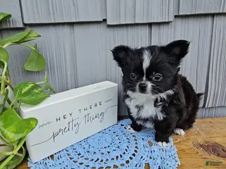 Chihuahua dogs for sale: Milo - Ad 1
