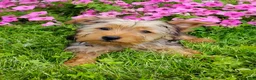 Yorkshire Terrier dogs for sale: Lilibet - Ad 4