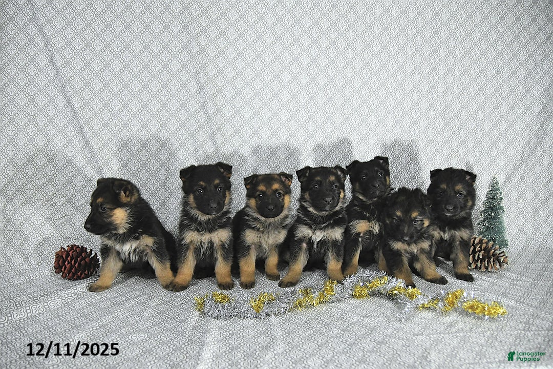 German Shepherd dogs for sale: Mia  - Ad 3