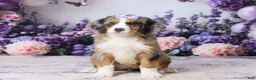 Bernedoodle dogs for sale: Lexy - Ad 3