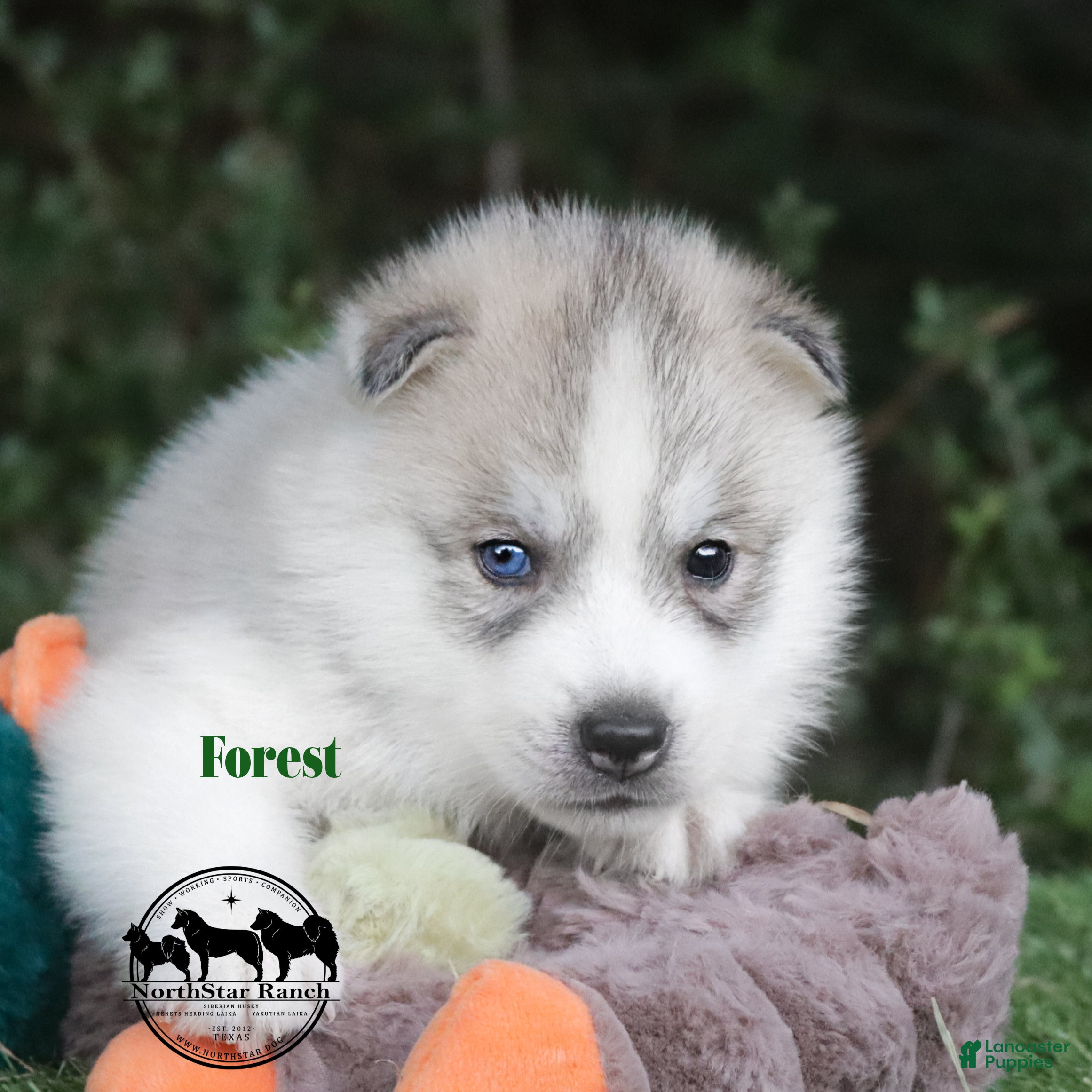 Alaskan Husky Week Old Husky Puppies Pure-Bred Siberian Husky