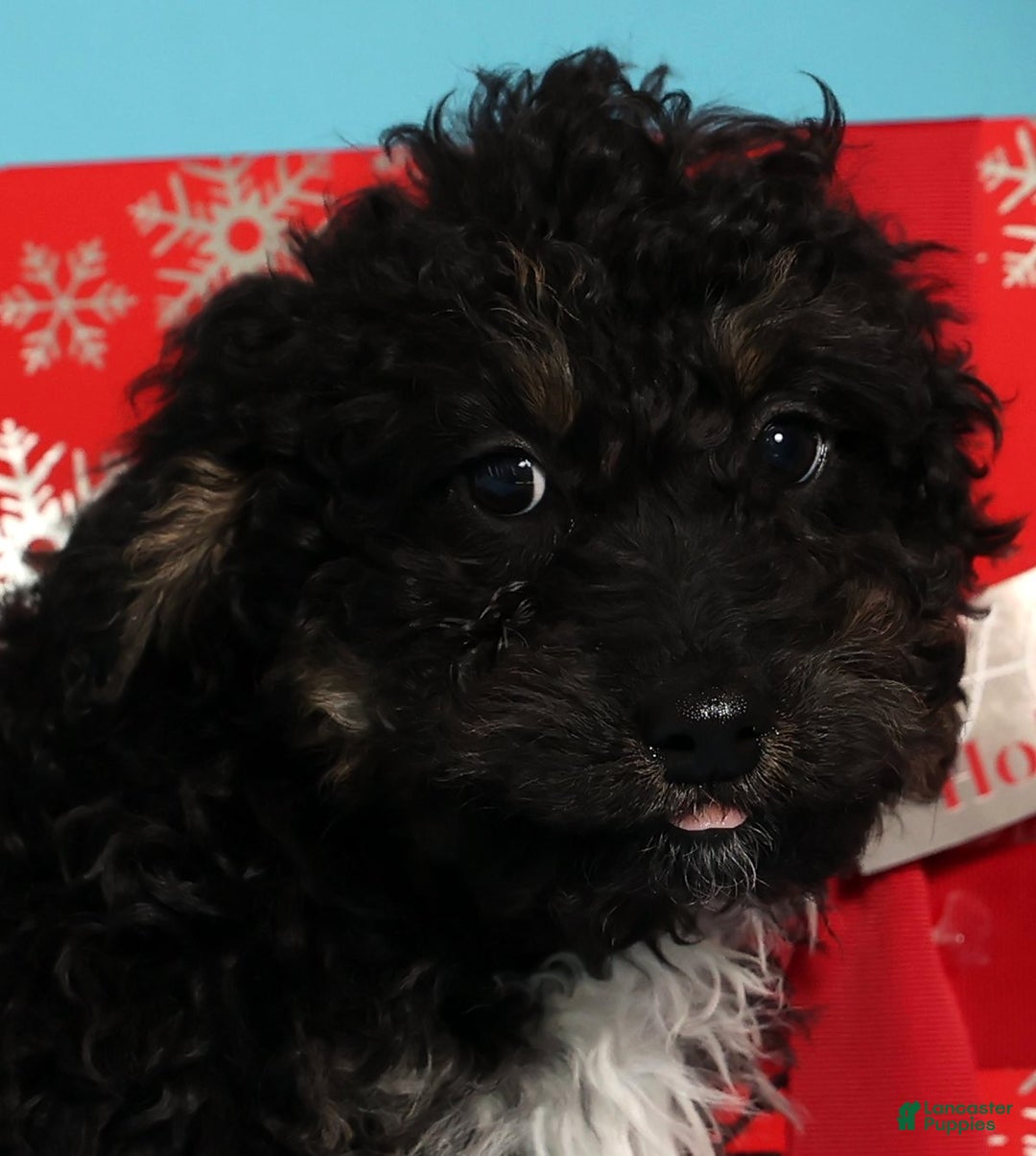 Mini Bernedoodle dogs for sale: Asher - Ad 9