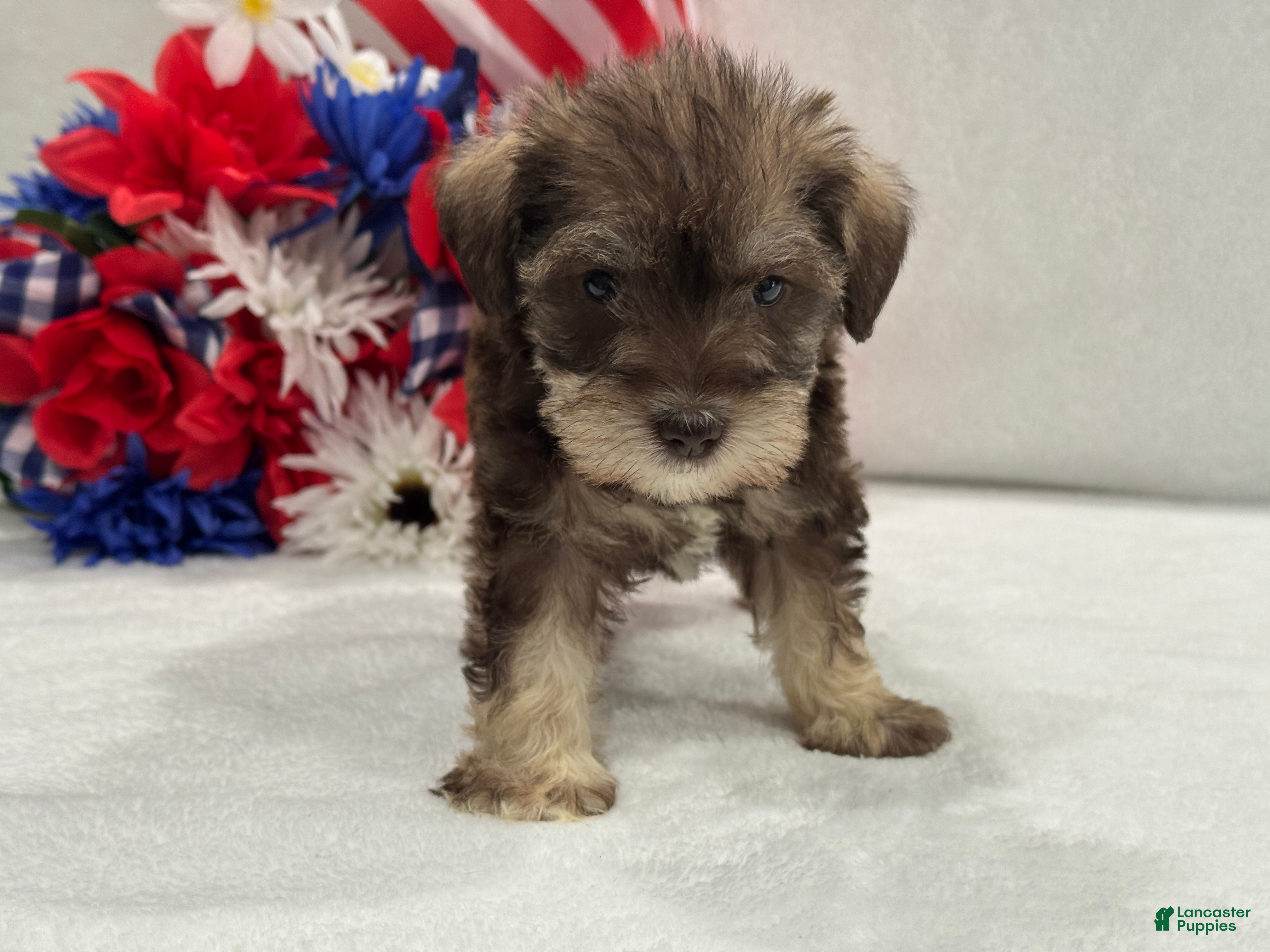 Miniature Schnauzer dogs Josie Female 1 Liver & Tan - Ad 16