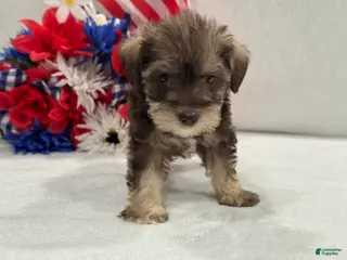 Miniature Schnauzer dogs Josie Female 1 Liver & Tan - Ad 25