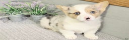 Welsh Corgi Pembroke dogs for sale: Speckles - Ad 2