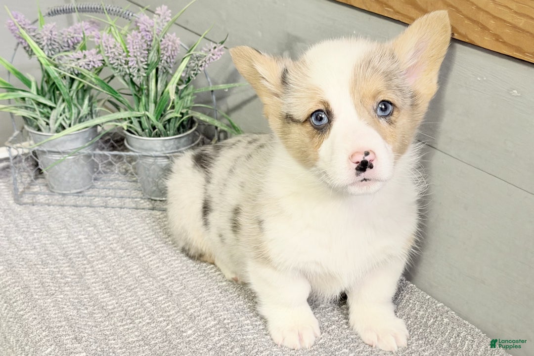 Welsh Corgi Pembroke dogs for sale: Speckles - Ad 2