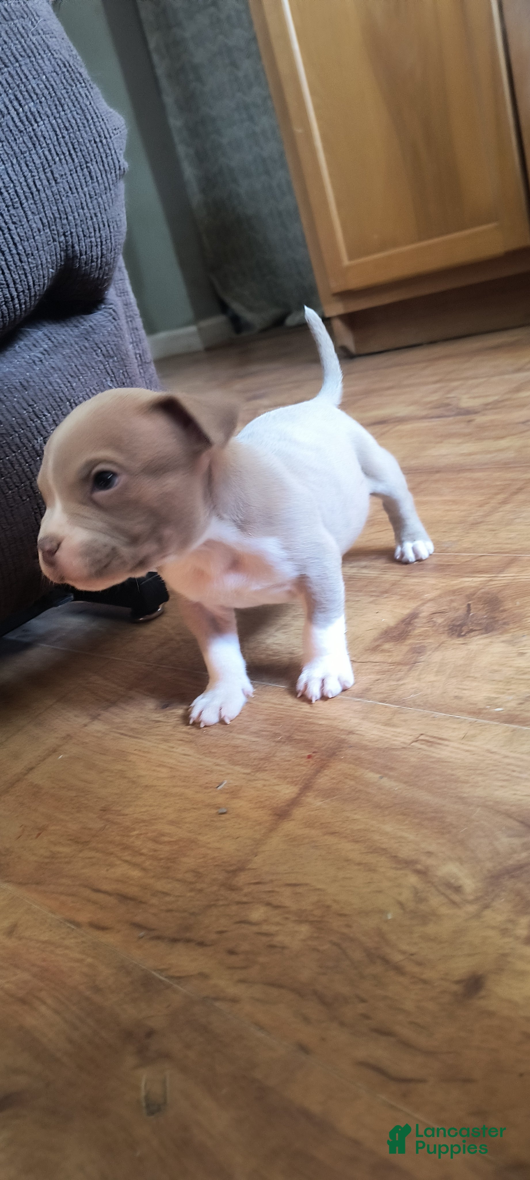 American Bully dogs Rex - Ad 2