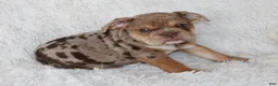 English Bulldog dogs for sale: Kyah - Ad 5