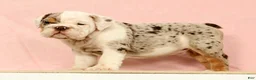 English Bulldog dogs for sale: Gucci - Ad 4