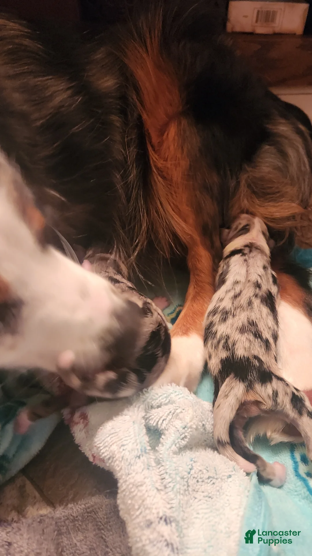 Miniature Australian Shepherd dogs for sale: Miniature Australian Shepherd Puppy 3 - Ad 1