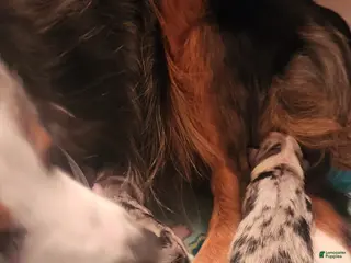 Miniature Australian Shepherd dogs Miniature Australian Shepherd Puppy 3 - Ad 40