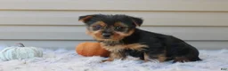 Yorkshire Terrier dogs for sale: Dreamer - Ad 7