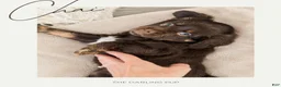 Mixed Breed dogs for sale: Chip - Ad 15