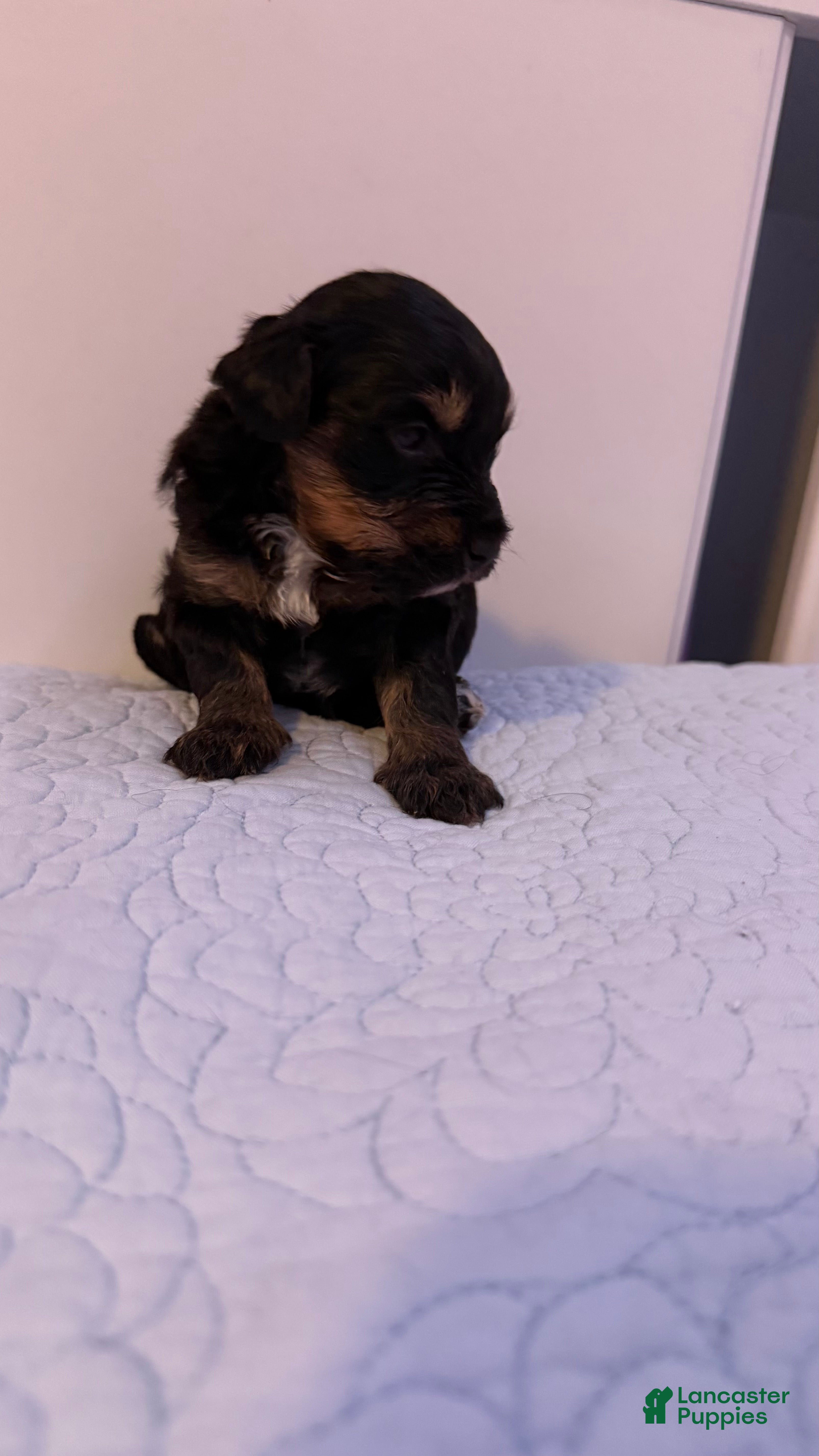 Mini Bernedoodle dogs Mini Poodle Puppy 1 - Ad 8