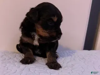 Mini Bernedoodle dogs Mini Poodle Puppy 1 - Ad 6