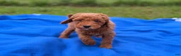 Mini Goldendoodle dogs for sale: Starlet  - Ad 3