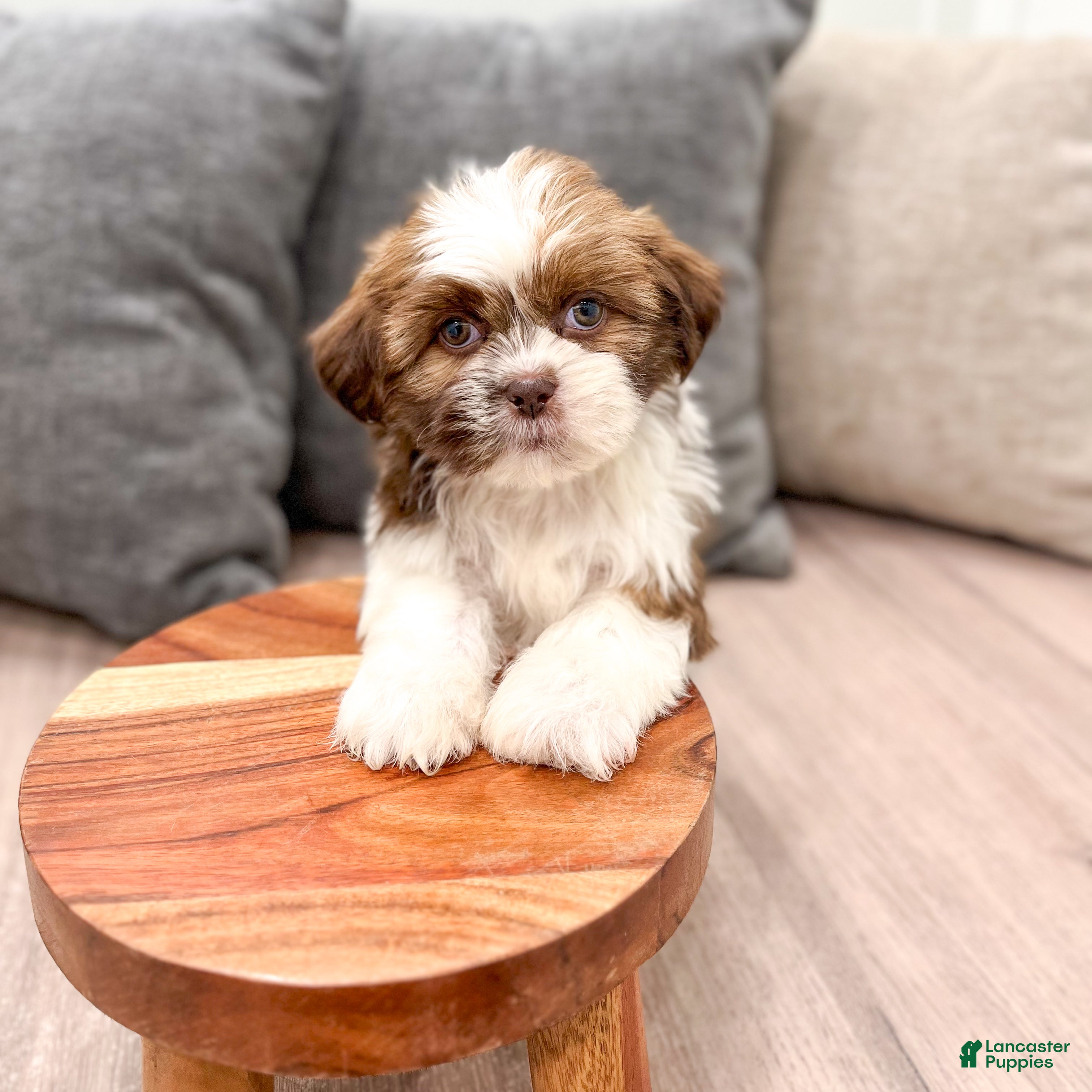Shih Tzu dogs Cleo - Ad 2