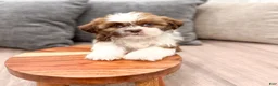 Shih Tzu dogs for sale: Cleo - Ad 2