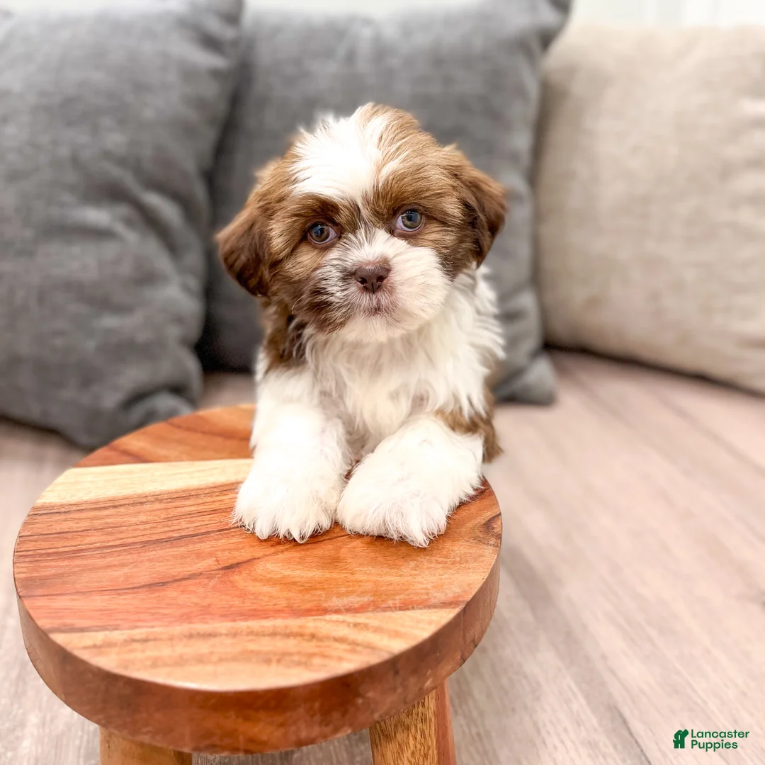Shih Tzu dogs for sale: Cleo - Ad 2