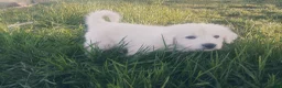 Great Pyrenees dogs for sale: John Tolkin - Ad 4