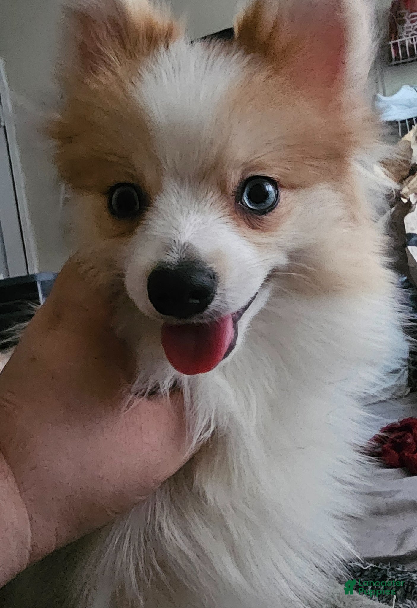 Pomeranian dogs Male pomeranian  - Ad 2