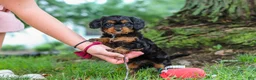 Cavapoo dogs for sale: Kai - Ad 12