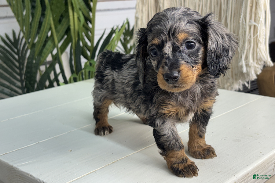 Miniature Dachshund dogs for sale: Gina - Ad 3