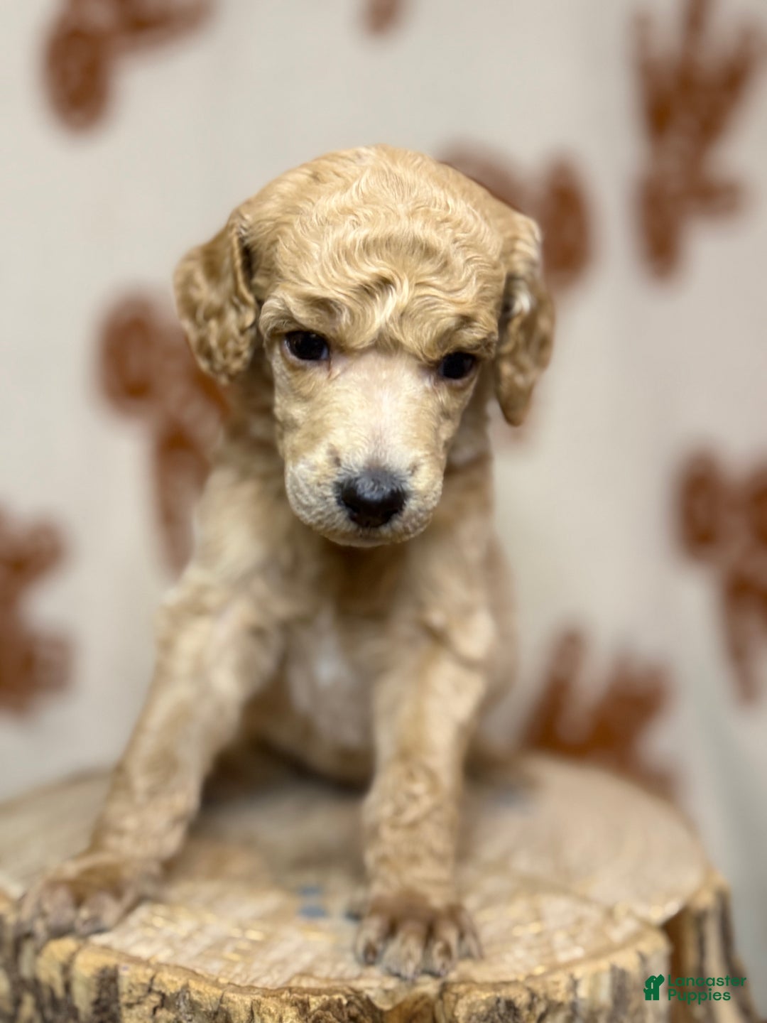 Standard Poodle dogs for sale: Standard Poodle Puppy 3 "Logan" - Ad 3